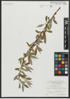 Foto von Salix alba L.